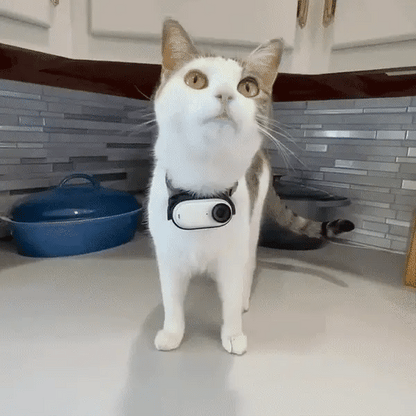 Pati Hediye™ Kedi Köpek Tasma Kamerası